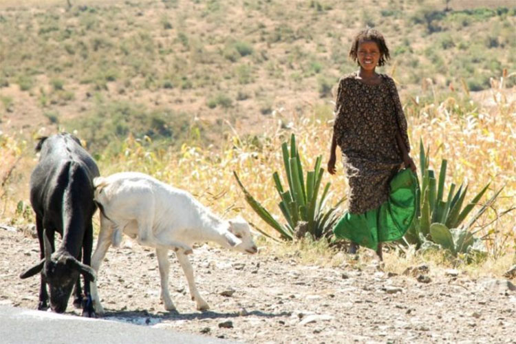 Can-Go Afar’s Livestock Challenge aims to raise $50,000 to replenish much-needed livestock lost during drought in Afar region